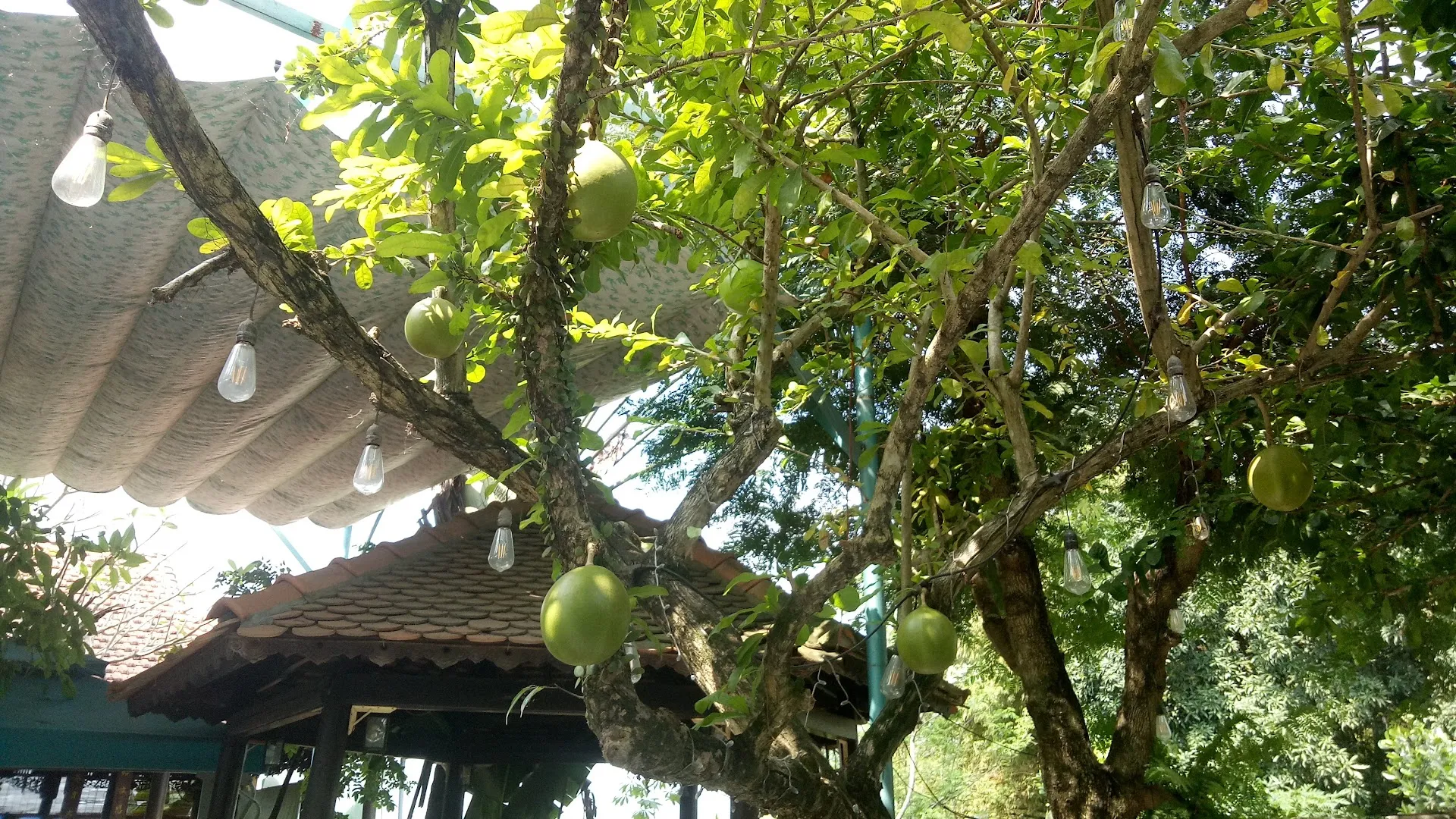 Không gian sân vườn với cây bưởi, đèn treo và mái ngói mộc mạc.