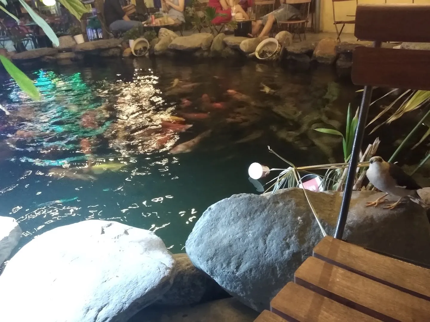 Không gian quán bên hồ cá koi, với bàn ghế và cây xanh xung quanh.