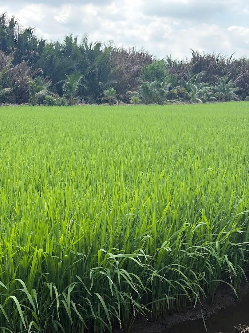 Cánh đồng lúa xanh bên hàng dừa ven sông.